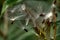 Milkweed Seeds Take Flight