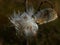 milkweed or silkweed detail in the fall with open follicle and fluffy white seeds