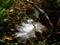 Milkweed or silkweed detail in the fall with open follicle and fluffy white seeds