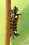 Milkweed Tussock Moth Caterpillar