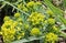 Milkweed with yellow flowers in a flower bed.