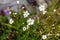 Milkwhite rock jasmine, Androsace lactea