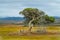 Milkwood tree. Western Cape Province, South Africa