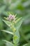 Milky bellflower Campanula lactiflora Loddon Anna, budding flowers
