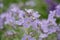 Milky bellflower Campanula lactiflora Loddon Anna, lilac flowers