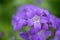 Milky bellflower Campanula lactiflora Prichard`s Variety, close-up of flower