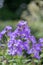 Milky bellflower Campanula lactiflora, purple flower head