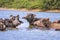 milky Buffalo group,Indian buffalo or domestic Asian water buffalo in ground at water lake,The water buffalo