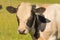 Milky cow close up in farmland