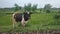 Milky cow in countryside farm area in greenery grass