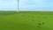 Milky cows grazing on the green grass. Wind turbines in background.