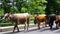 Milky cows passing