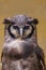 Milky eagle owl