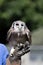 Milky eagle owl Bubo lacteus bird of prey standing on falconer