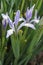 Milky Iris flowers