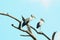 Milky stork bird on blue sky