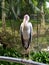 Milky stork in a bird park