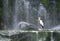 Milky stork in front of a waterfall