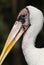 Milky stork head