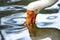 Milky stork with his long orange beak in the water, and his reflection