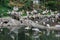 Milky storks bathe and fish in a small lake with other birds in Kuala Lumpur