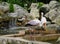 Milky storks in a bird park