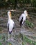 Milky storks in a bird park