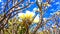 Milky tree in Arabian desert