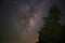 Milky Way behind tree