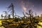 Milky Way and Moonlit Dead and Twisted Trees