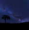 Milky Way with silhouette with hills and one tree.