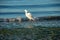 Milky white egret shakes his plumes while fishing in the Gulf of