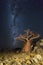 The milkyway and a baobab tree