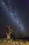 Milkyway and Baobab Trees