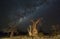 Milkyway and baobab trees at night