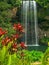 The Millaa Millaa falls