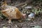 Mille Fleur D`Uccle Bantam Chicken Hen with hatchling chick baby in leaves 2