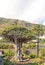 Millenary dragon tree on the island of Tenerife