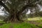 Millenary olive tree