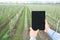 Millennial male owner uses tablet with blank screen makes photo of paths with green grass between apple trees