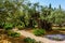 Millennial olives grow on red-orange sandstone