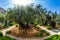 Millennial olives grow on sandstone