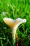 \'The Miller\' field mushroom