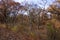 Miller Woods in Autumn  800354