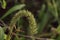 Millet Crops are small seeded grasses, widely grown around the world as cereal crops or grains for fodder an