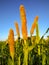 Millet Flowers on a blue background