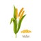 Millet grass cereal crops or grains