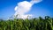 Millet plants field under blue sky