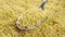 Millet seeds in a metal spoon in a pile of yellow dry uncooked grains. Macro