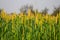 millet or sorghum plant views in a farmland,cultivation pearls millet fields,pearls production of beer and wine,fields of pearl